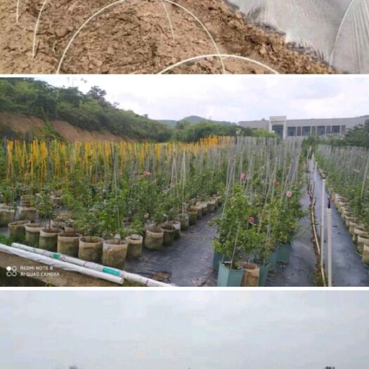 东莞市小拱棚杆 大棚杆  5mm高强度玻璃钢天线管玻璃纤维小拱棚玻纤杆育苗支