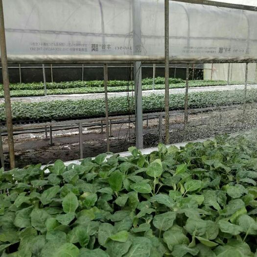 茄子苗 抗病能力强，容易生长，挂果周期长，亩产万斤