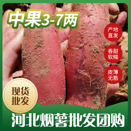 糖化好的中果烟薯25蜜薯红薯红心 软糯香甜流糖无丝