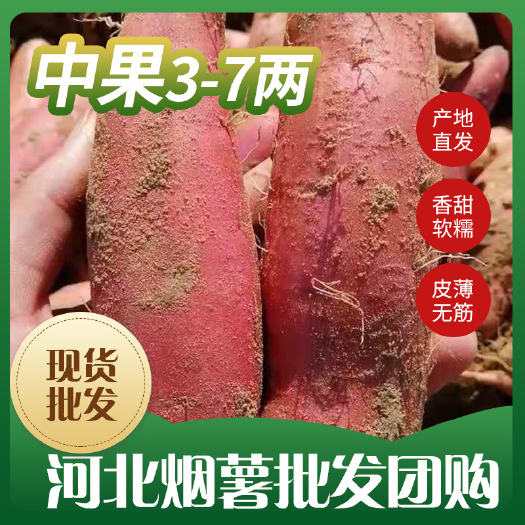 雄县中果烟薯25蜜薯红薯红心 软糯香甜流糖无丝 微商团购现货