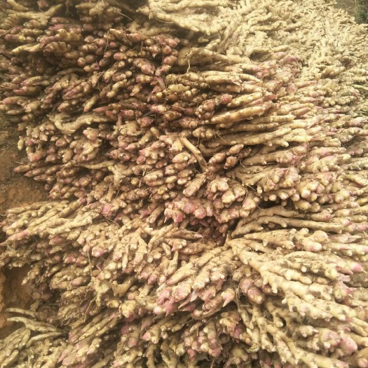 柳州生姜  广西柳州瑶山香辣火姜，竹根姜，条姜，生姜，老姜。