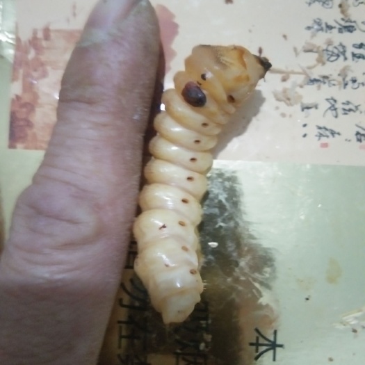 全州县 斗米虫