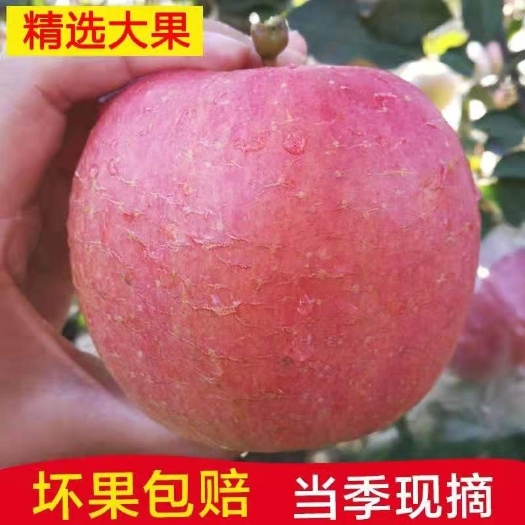 祁县苹果水果新鲜 山西红富士 产地直发