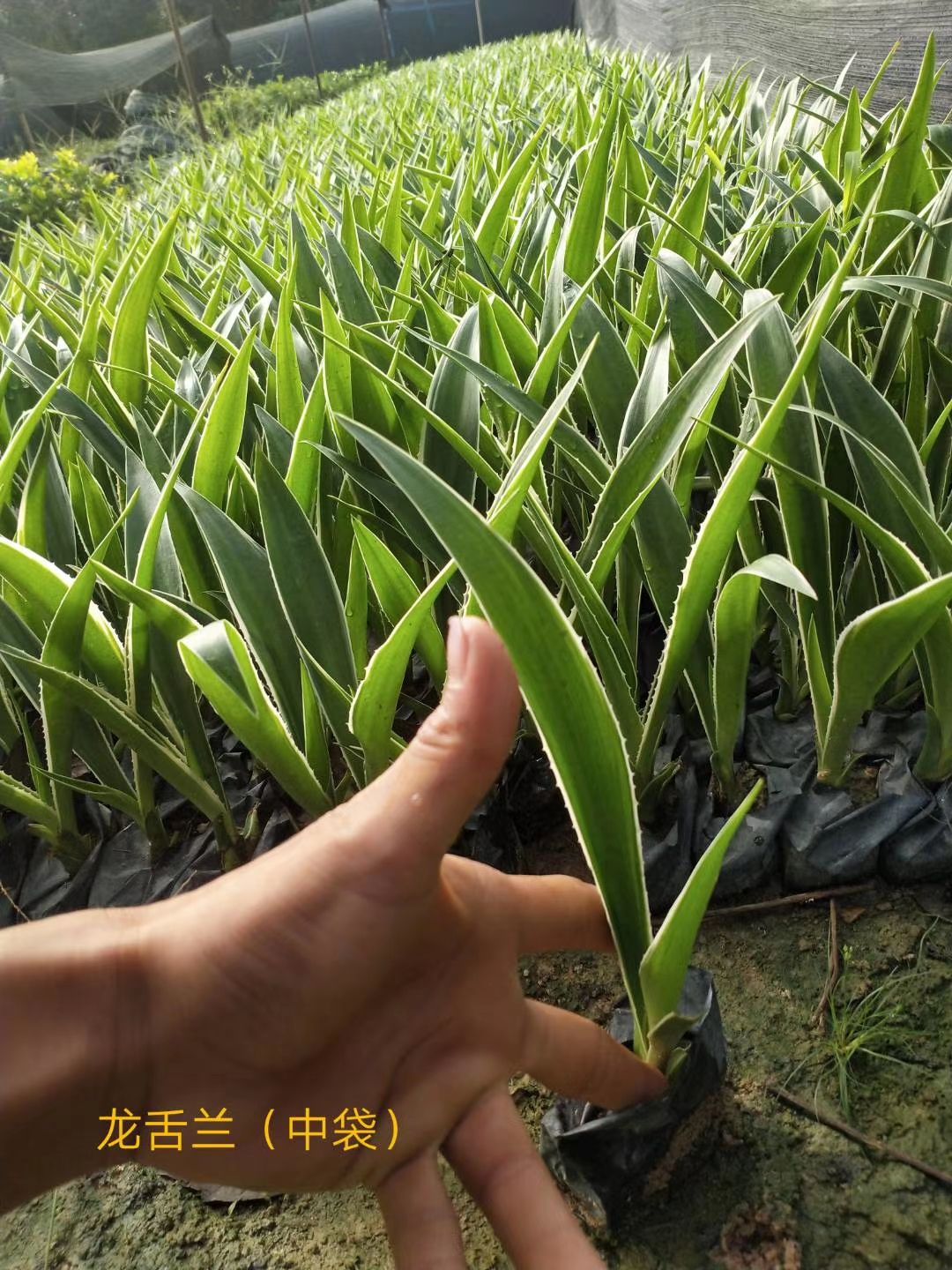  龙舌兰漳州龙舌兰种植基地大量上市