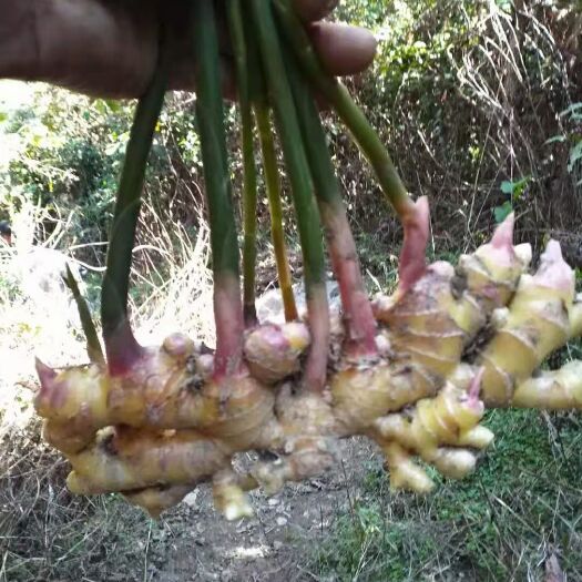 屏边县火姜 4~6两 带土 
