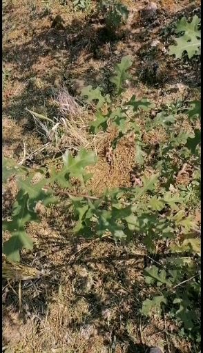 娜塔栎  大量供应小苗：自家苗圃质量可靠！存活率高