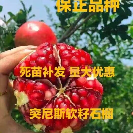 平邑县突尼斯软籽石榴树苗盆栽地栽无籽石榴苗特大南北方种植当年结果苗