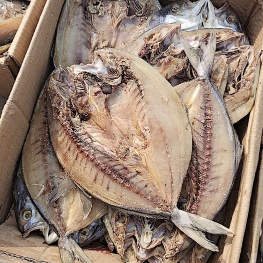 滨州黄金鲅鱼干，一条7-8两左右，很好吃的一款鱼，干度半成左右
