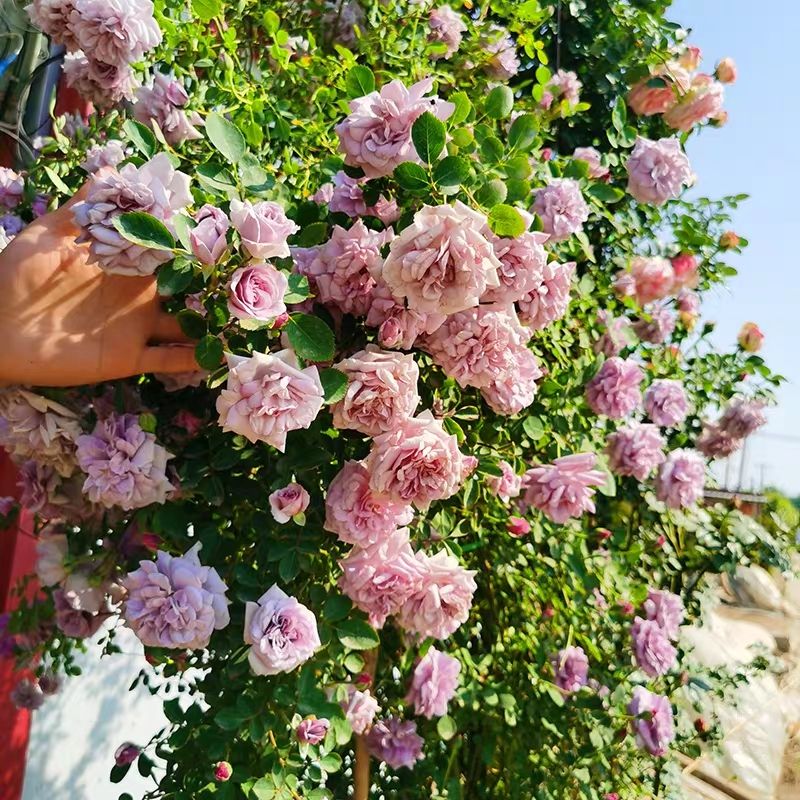 浓香藤本月季蓝色阴雨阳台庭院爬藤玫瑰花四季开多花蔷薇花苗花卉