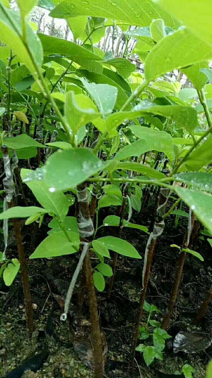 释迦果苗 凤梨释迦0.6-0.9公分,高30-60