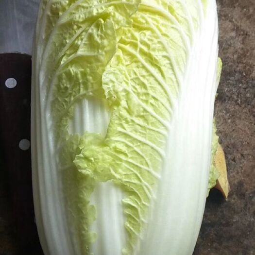 新野县娃娃菜，黄心娃娃菜，黄心菜 ，个头匀称，菜质金黄，量大质优