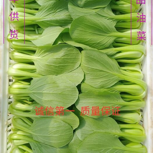 曹县热销产品 上海青  油菜 一手货源 货源充足 支持视频看货