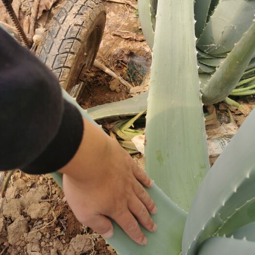 昆明五年生库拉索芦荟鲜叶
