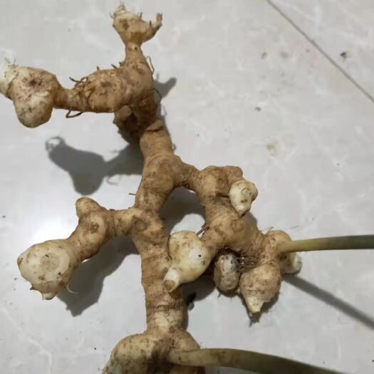 安顺姜形黄精 四年黄精