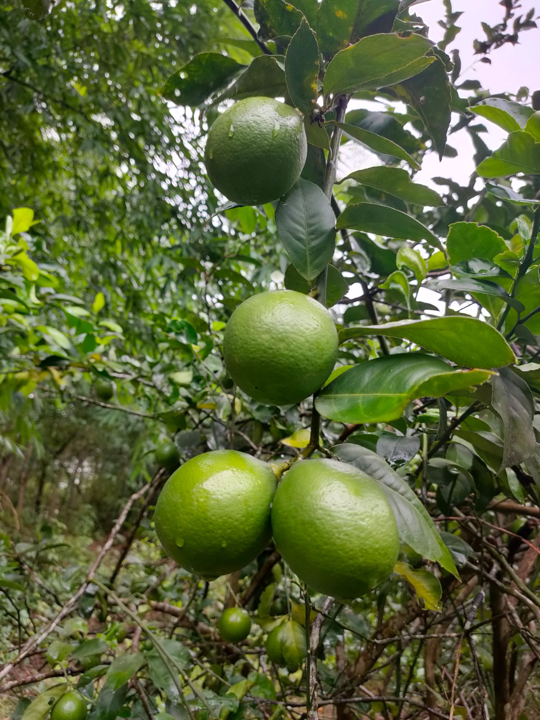 海南青檸檬，皮薄多汁，四季供應(yīng)，產(chǎn)地直銷。