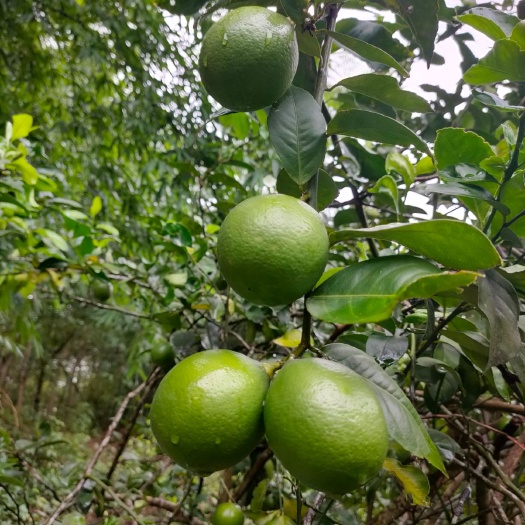 临高县海南青柠檬，皮薄多汁，四季供应，产地直销。