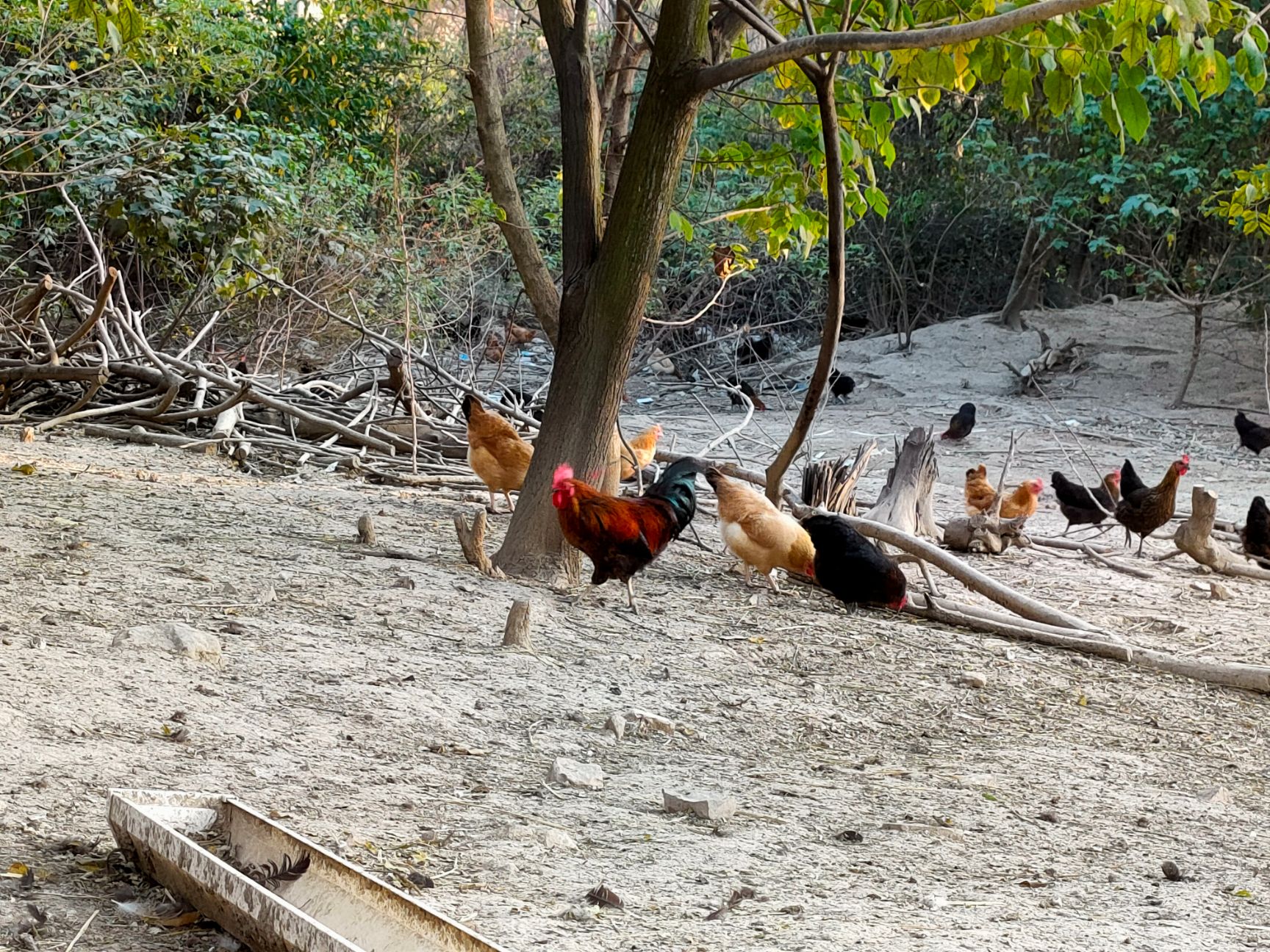 土鸡  【基地直供】散养公鸡7个月以上 山林谷物放养