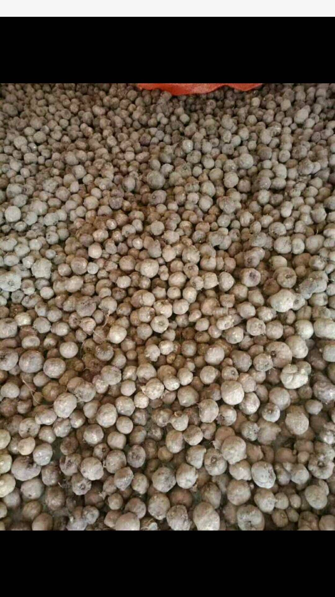 湖北魔芋种子图片