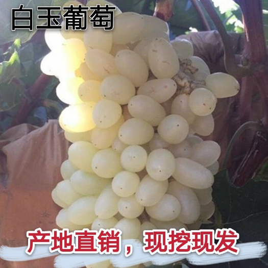 平邑县新品种白玉葡萄树苗提子无核白葡萄苗南方北方种植葡萄苗当年结果