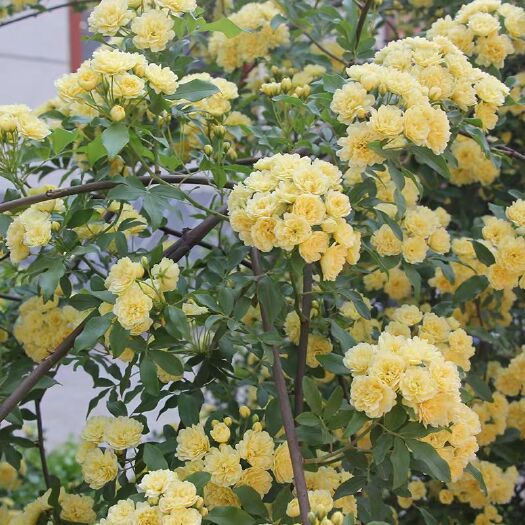 沭阳县甜蜜红木香花苗爬藤植物月季蔷薇花苗四季红色特大花卉盆地栽室内