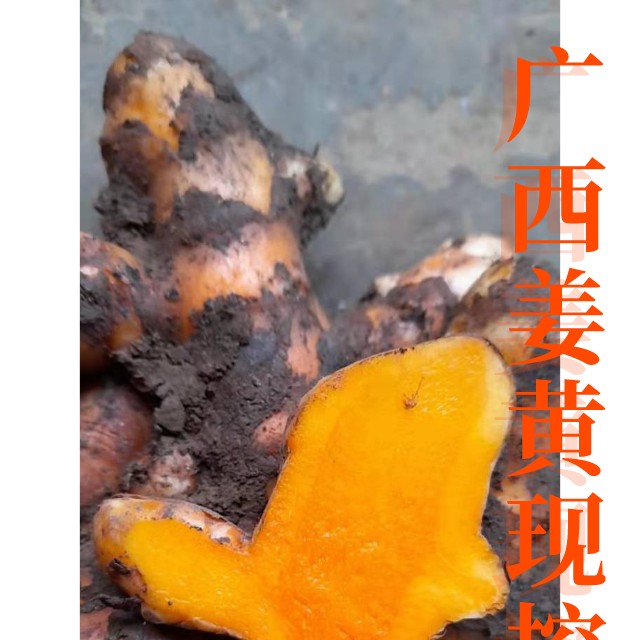 东兴市广西黄姜印度姜黄素材泰国黄姜黄染色食用小指姜新鲜药材一件代发