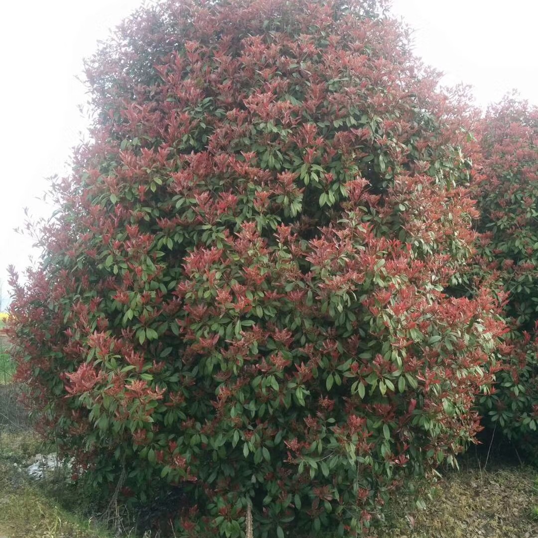 普通红叶石楠