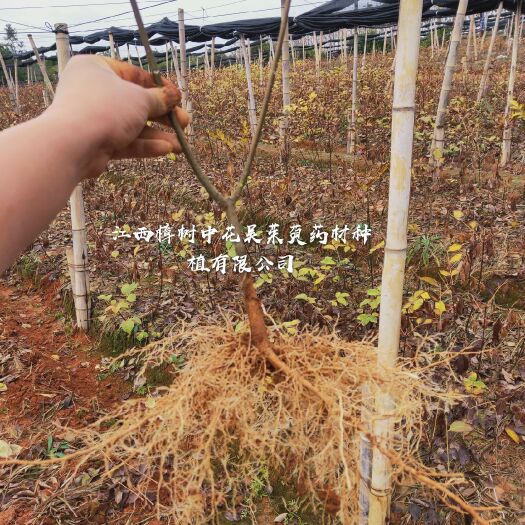 樟树市吴茱萸苗 大量批发江西樟树纯正中花吴茱萸扦插苗大货
