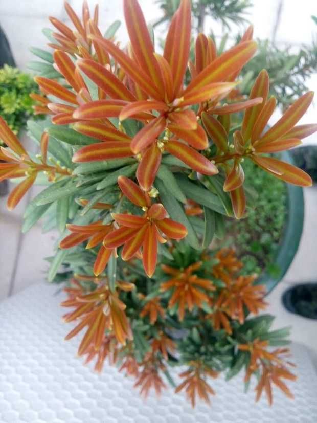 雀舌罗汉松  罗汉松苗