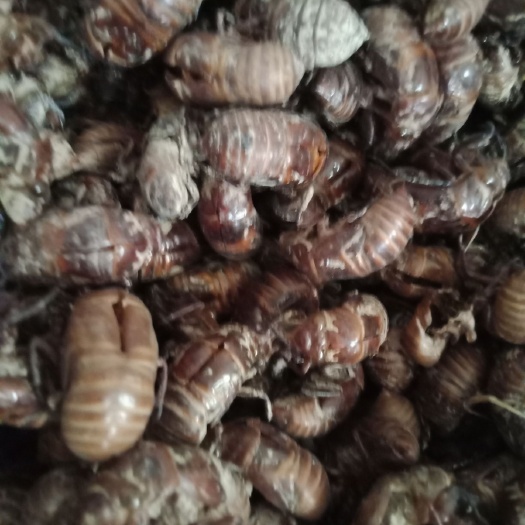 地方特产，蝉蜕