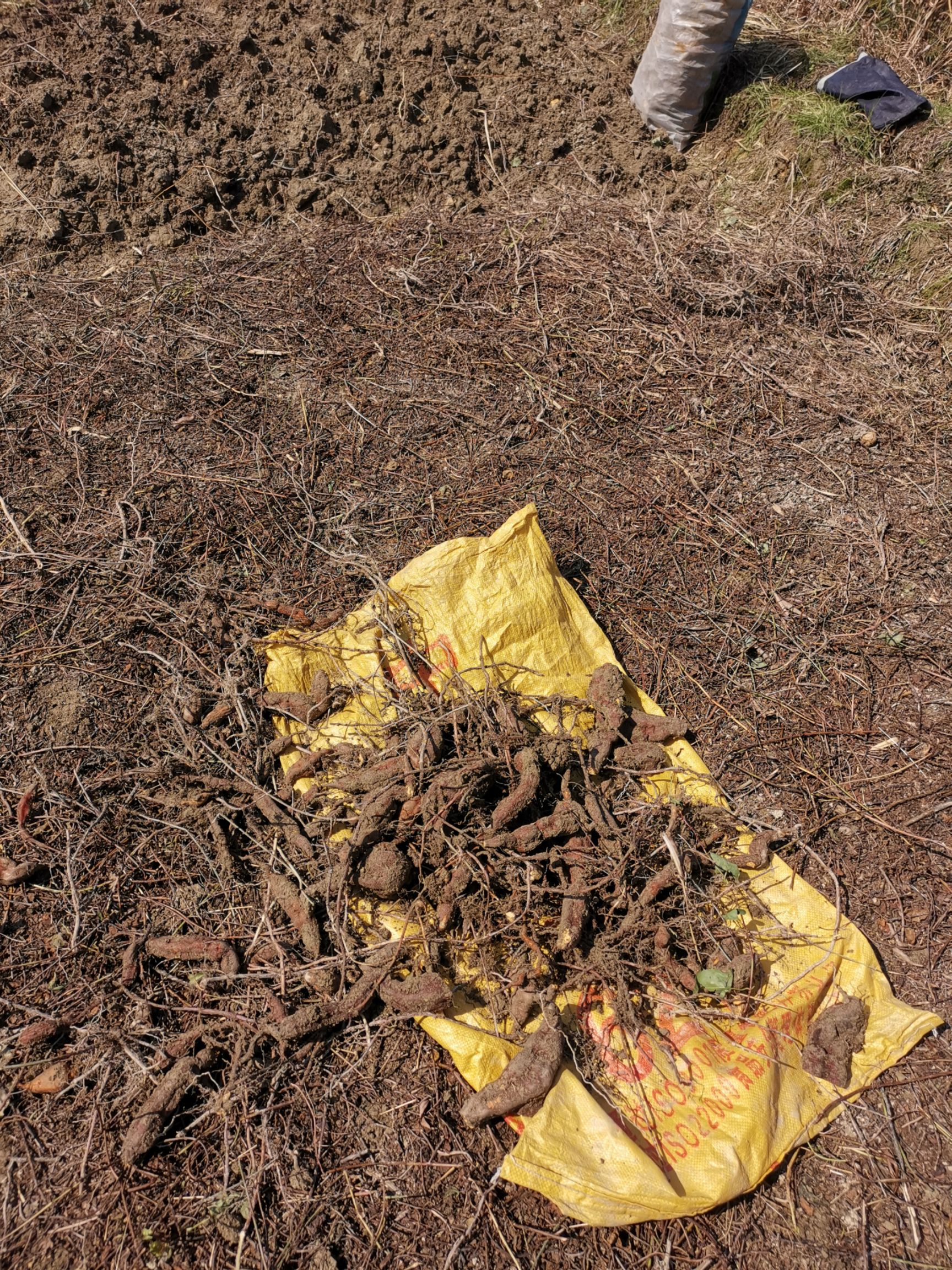 何首乌种子 何首乌中药材 种植3到4年