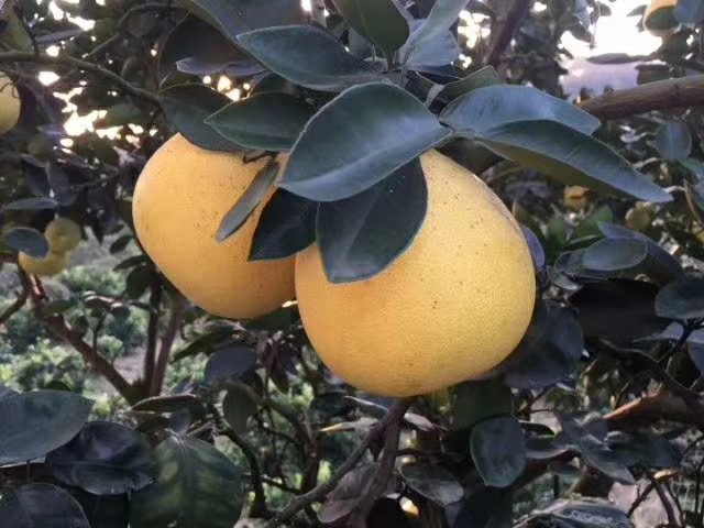 蜜柚 橙和王