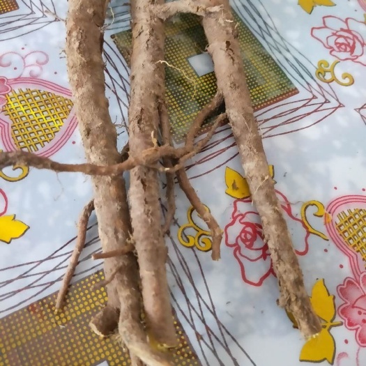 洪洞县 黄芩鲜货