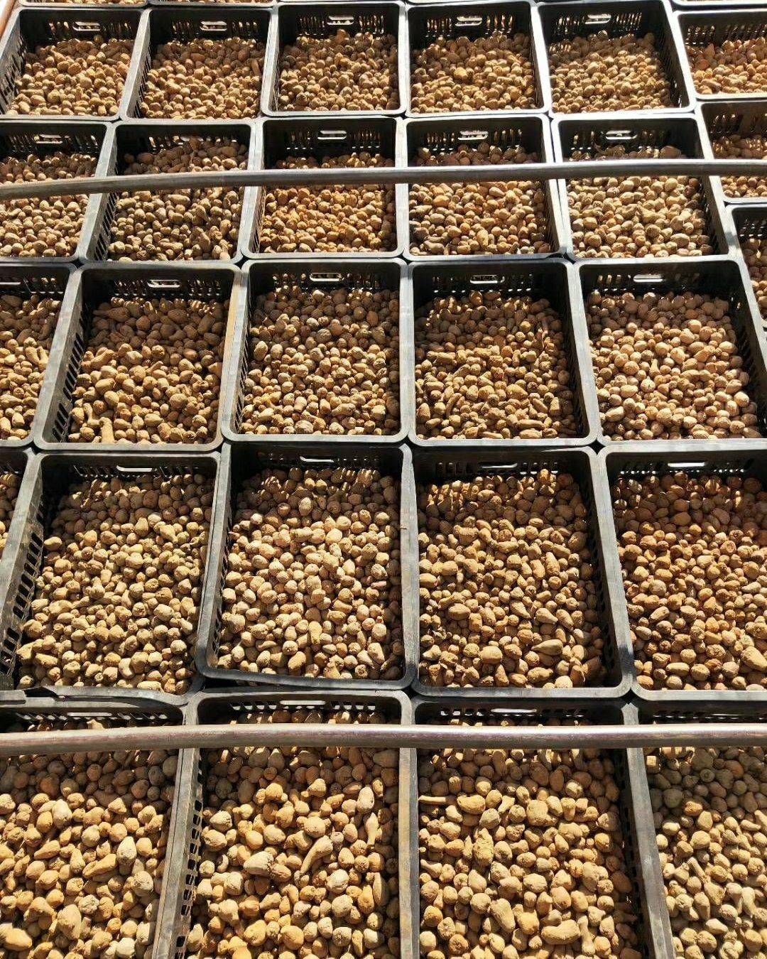 魔芋种子  ，一代二代魔芋种，免费提供技术跟踪，签回收合同，全国发货，