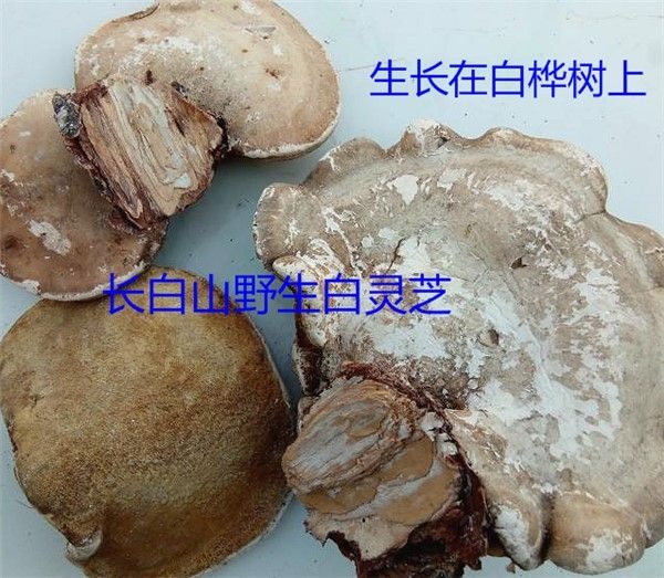扎兰屯市 白灵芝，对咽喉，脾胃，有很好的
