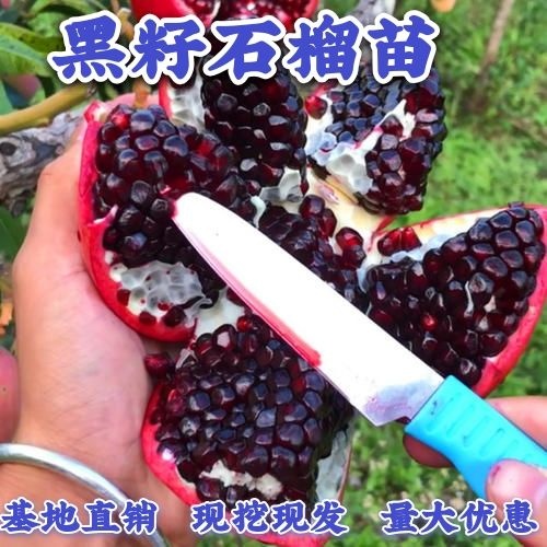 平邑县黑籽石榴树苗  黑籽石榴苗 新品种石榴树苗果树苗南方北方种植