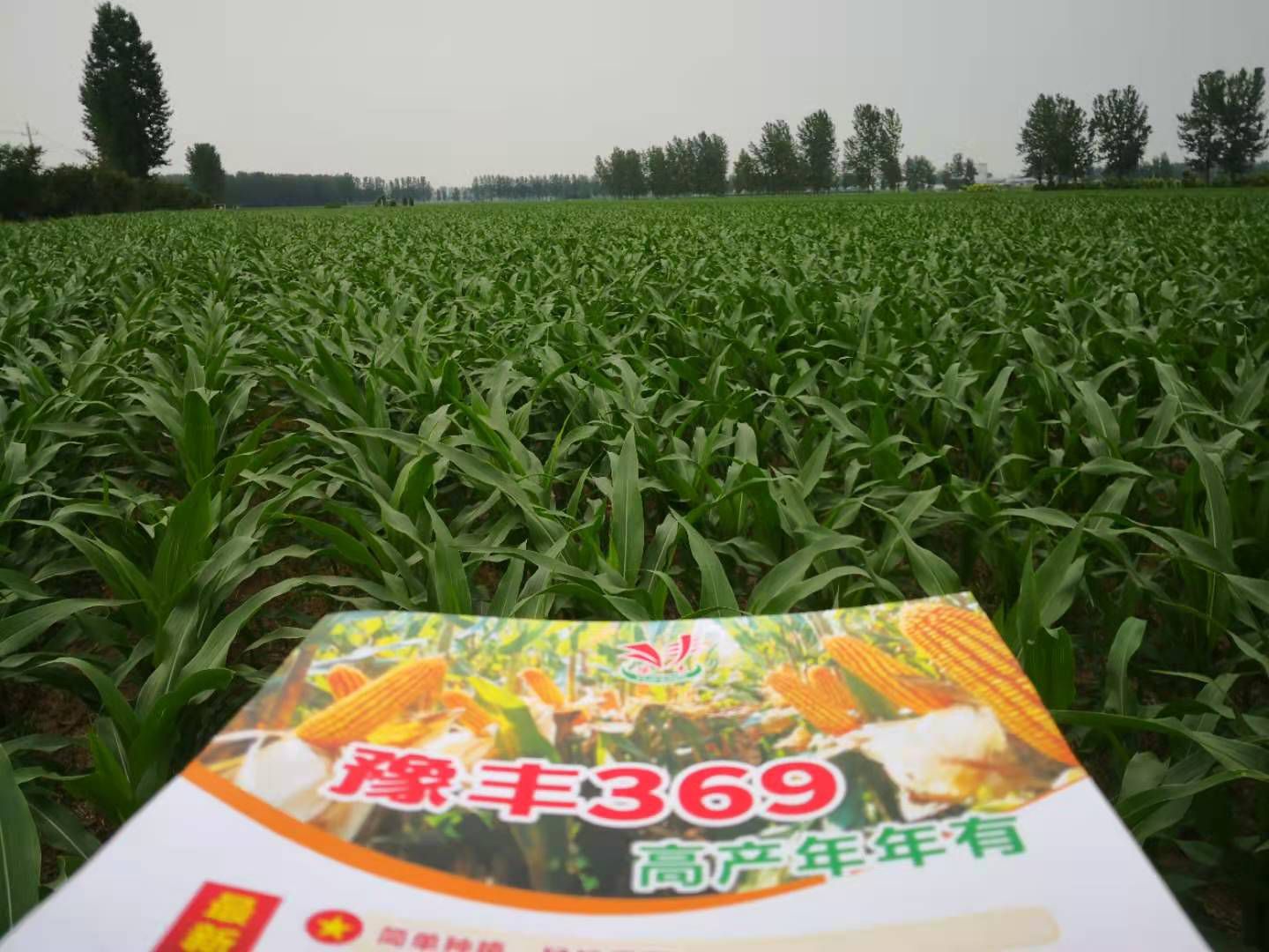 豫丰369  丰收年年有；两亩顶三亩  咋算咋划算!