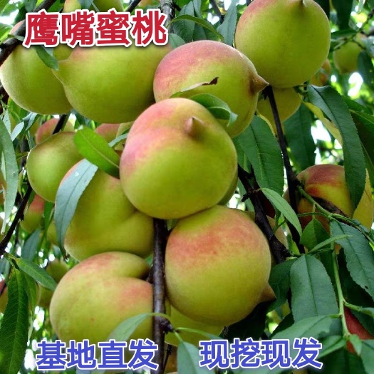 平邑县鹰嘴蜜桃苗  鹰嘴蜜桃 桃树苗嫁接苗 连平蜜桃树苗 水蜜桃苗