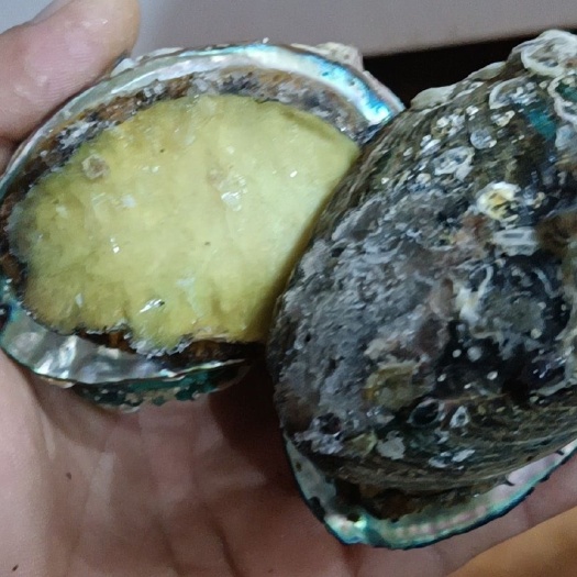 东山县绿鲍 冷冻水产 
