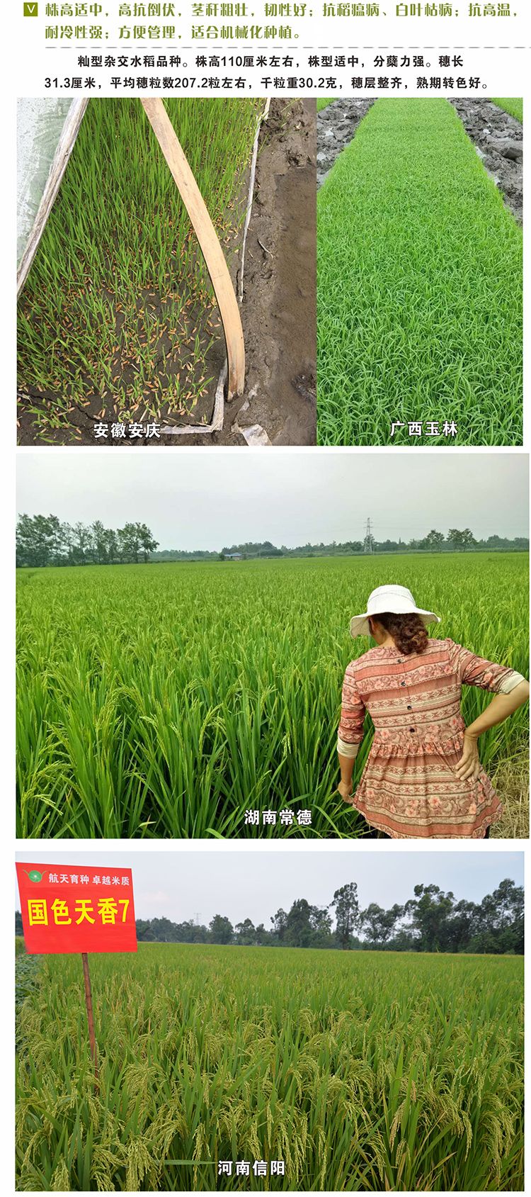 国色天香水稻种子简介图片