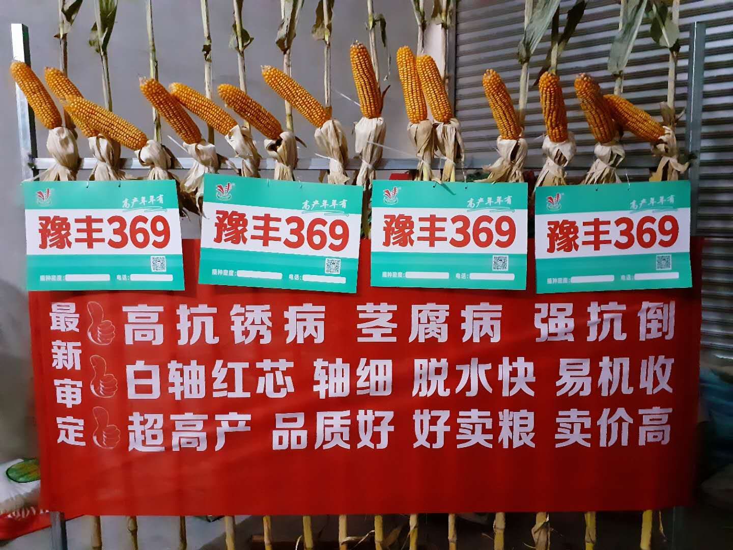 豫丰369  丰收年年有；两亩顶三亩  咋算咋划算!