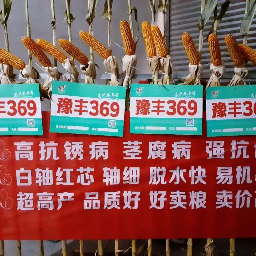 豫丰369  丰收年年有；两亩顶三亩  咋算咋划算!