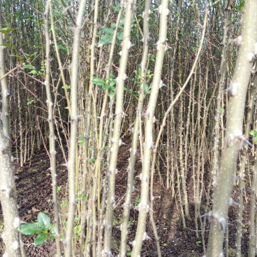 西华县无刺花椒苗 