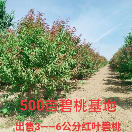 鄢陵县红叶碧桃