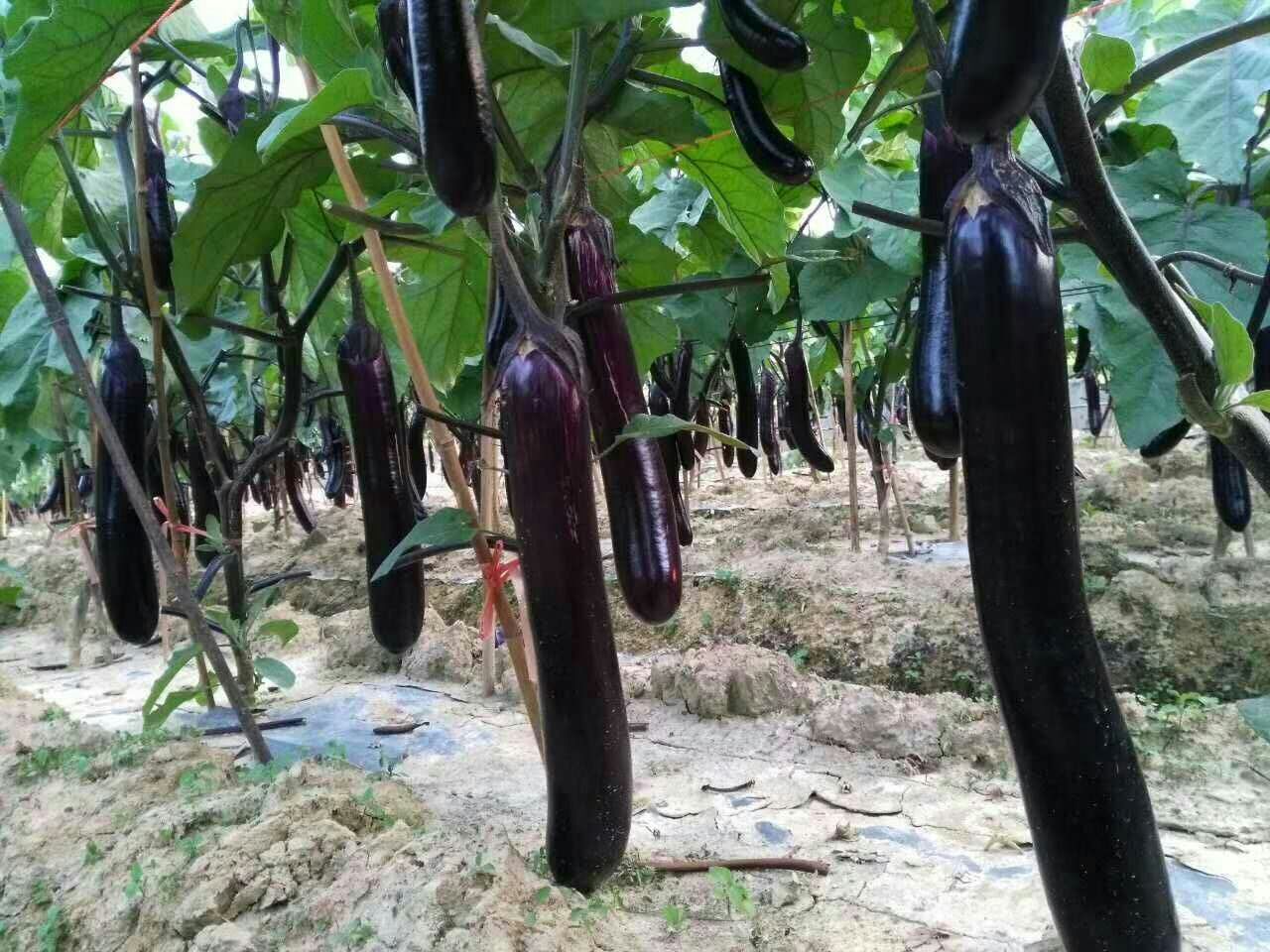 茄子苗 抗病能力强，容易生长，挂果周期长，亩产万斤
