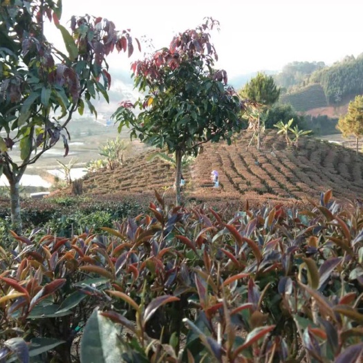 勐海县紫鹃茶 紫娟茶