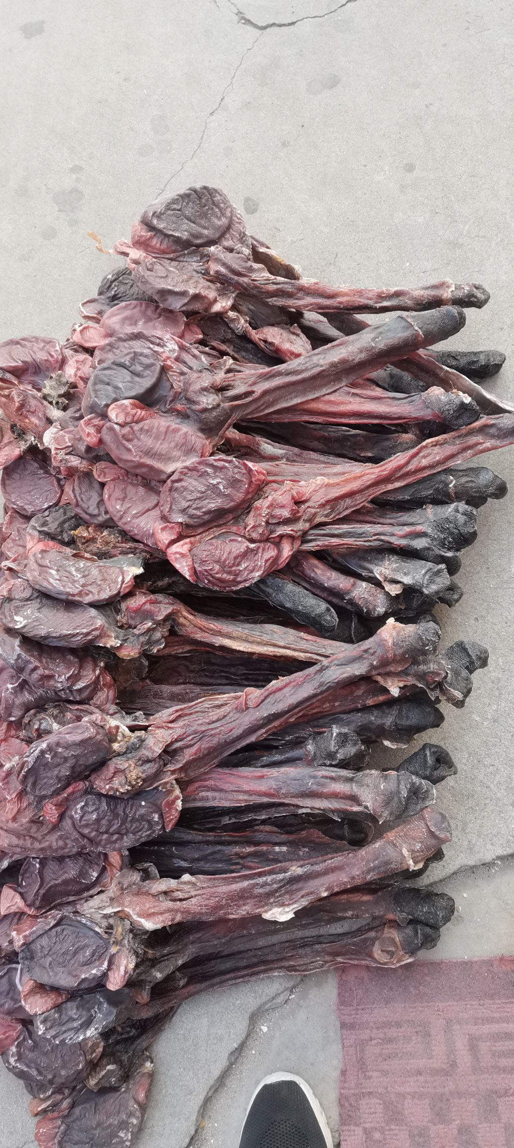 驴鞭  干驴鞭整只烘干货无臭味原皮肉色滋补泡酒料