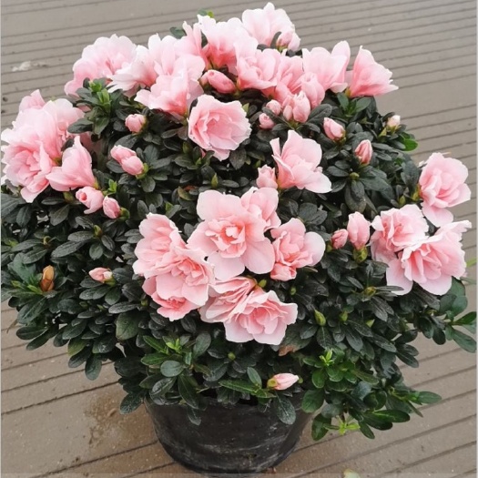 龙岩小桃红杜鹃花  杜鹃花盆栽精品造型盆景杜鹃花四季杜鹃花小桃红