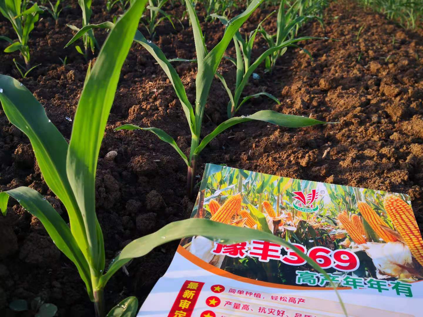 豫丰369  丰收年年有；两亩顶三亩  咋算咋划算!