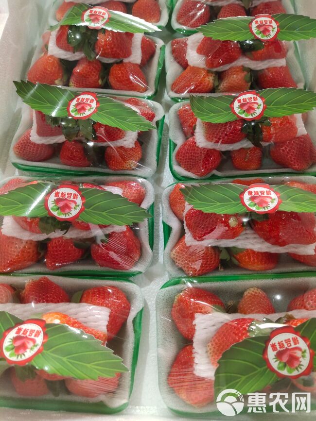 丹东草莓 香甜可口
