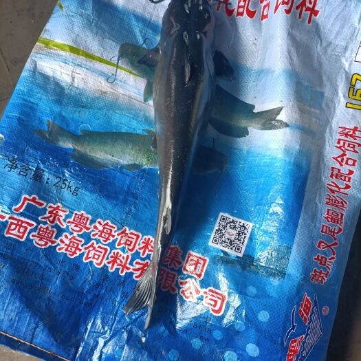 南宁水产养殖网箱 优质网箱叉尾鱼